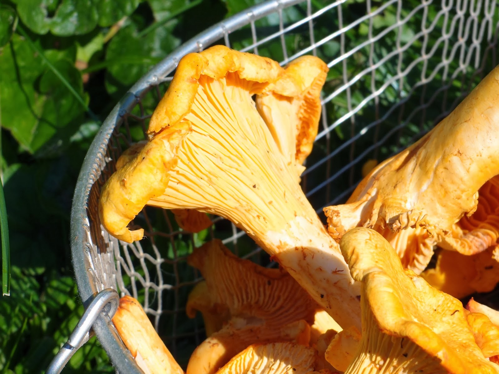 The VegHog Creamy chanterelle sauce