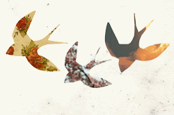 fly birds bird animation heart colorfully together