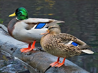 Su içindeki bir ağaç üzerinde erkek ve dişi yeşilbaş ördekler yan yana