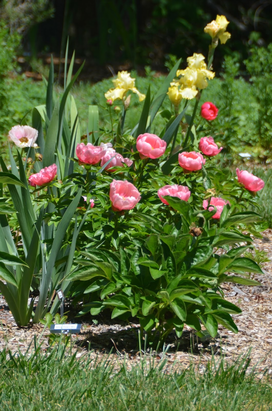 Southern Peony 2016 Peony Companion Plant Bearded Iris