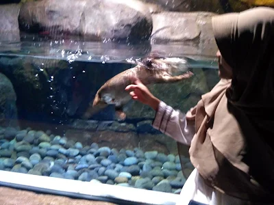Mengunjungi Jakarta Aquarium Neo Soho