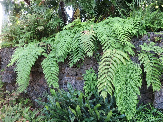 Le vieux Clos : Le jardin botanique de Puerto de la Cruz (1)