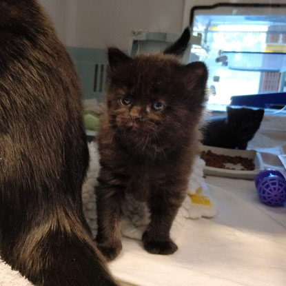 meow blog cats protection