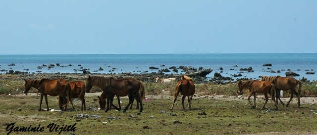 IMGP0891.JPG