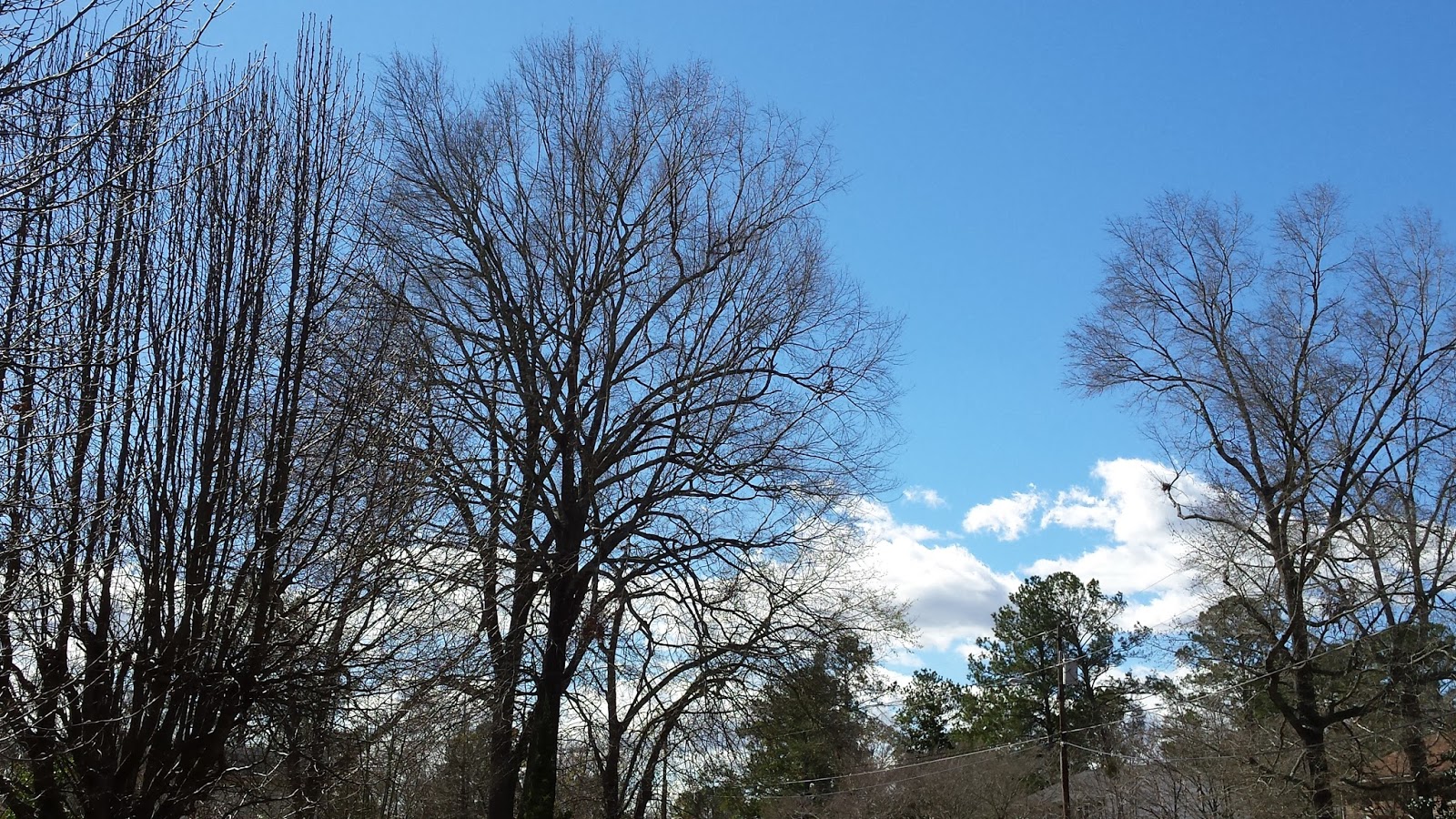 Sparrow Tree Journal Scenes from a morning walk