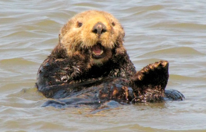 Wandering His Wonders: The Cutest Sea Otters Ever!