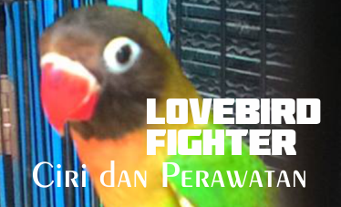 ciri lovebird fighter ciri burung lovebird fighter dan cara perawatannya