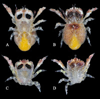 http://sciencythoughts.blogspot.co.uk/2015/04/fizesereneia-panda-new-species-of-gall.html