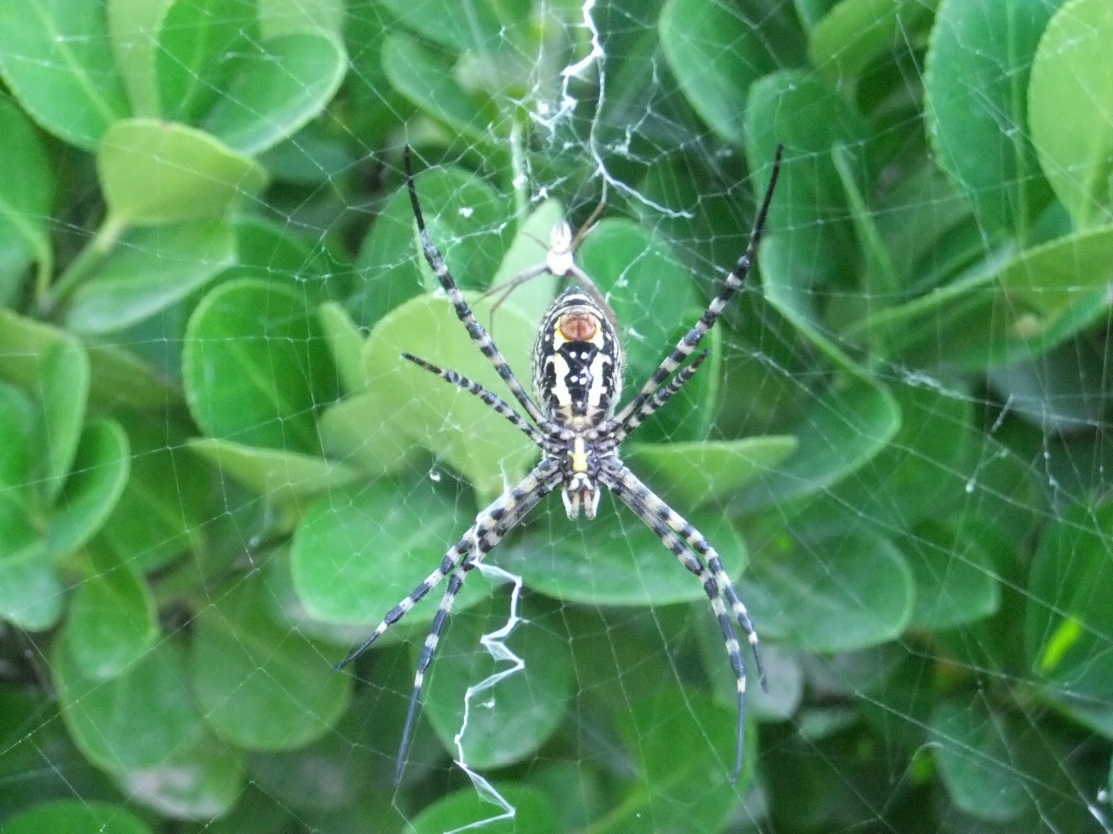 CarrilNatural Animales