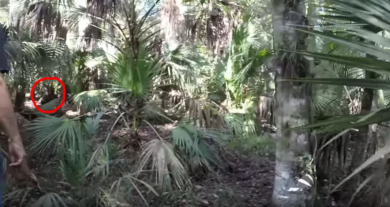 Possible Audio Of A Skunk Ape Caught On Video