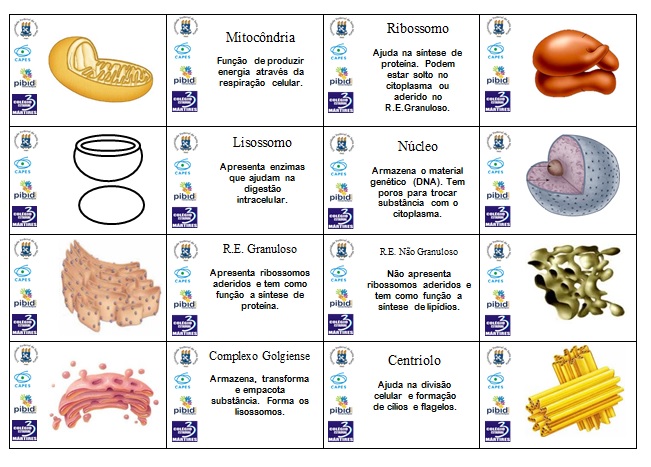 jogo-da-memoria-pra-imprimir-2 - Biologia Celular