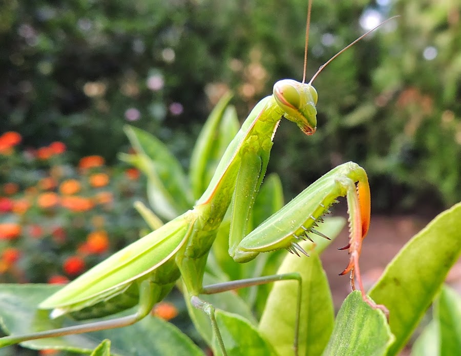 MANTIS RELIGIOSA