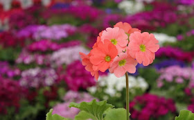 Poison Primrose
