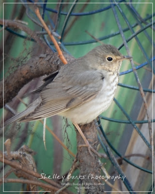 Swainson's Thrush. Copyright © Shelley Banks, all rights reserved. 