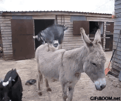 Funny animal gifs - part 209 (10 gifs) | Amazing Creatures