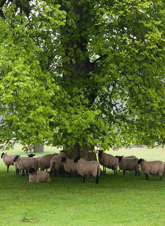 Content in a Cottage Big Shade Tree with Sheep