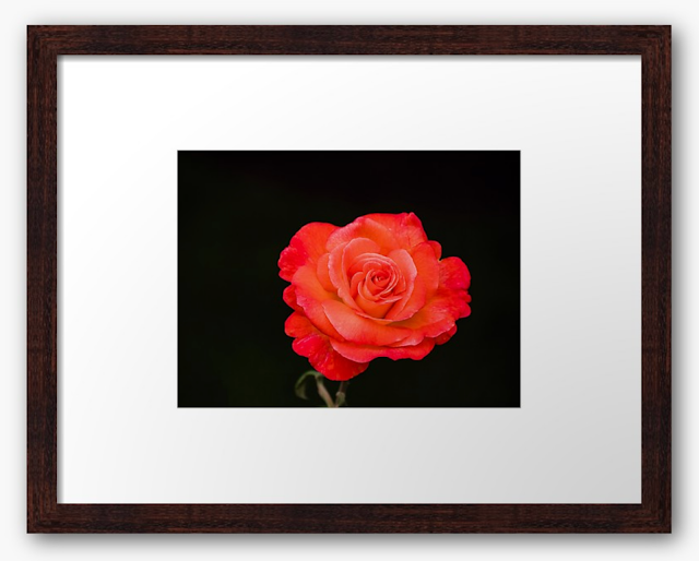 Beautifully Blooming Dynasty Rose Beautifully Blooming Dynasty Rose