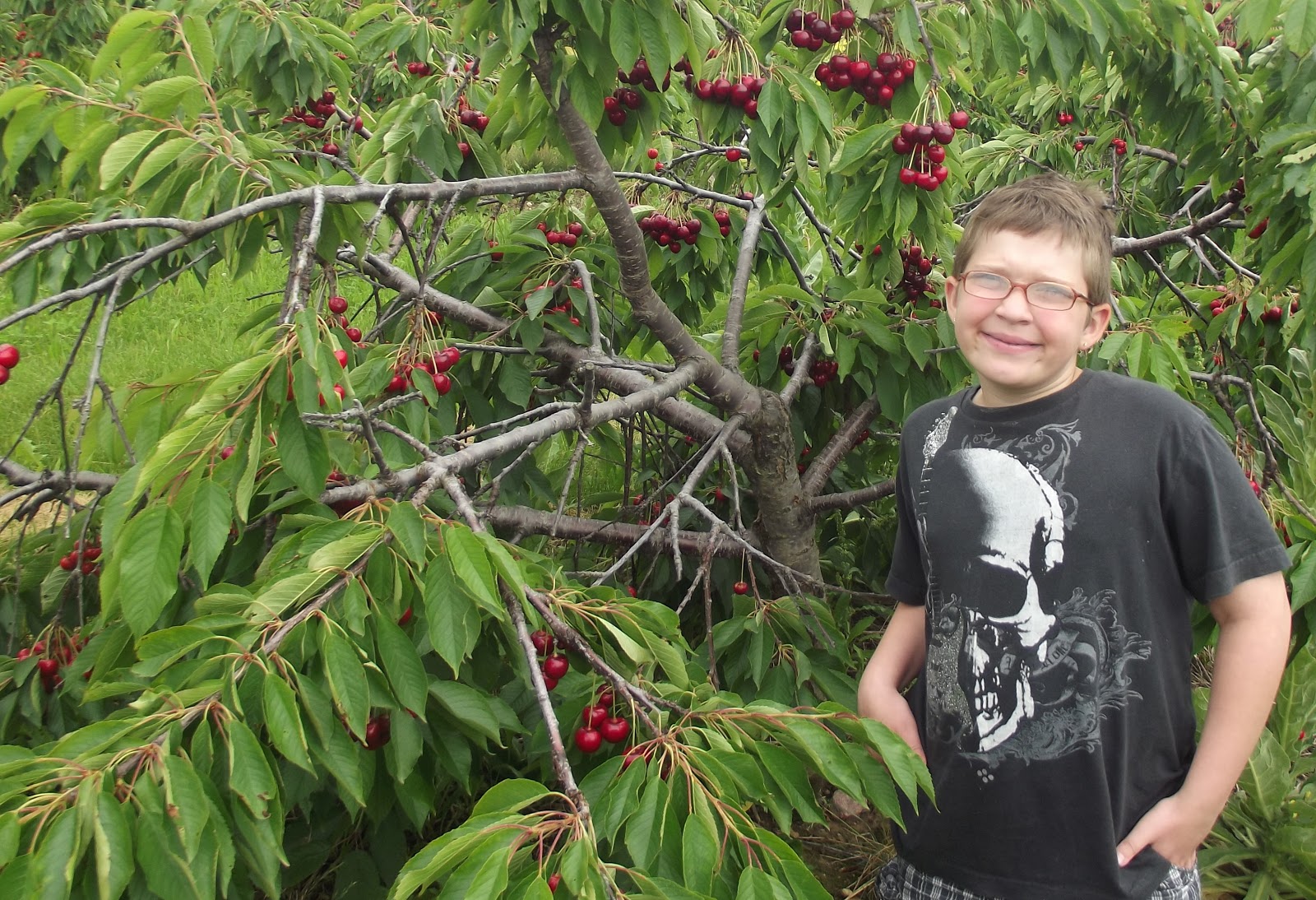 Alpine Township Website Companion Cherry Picking Season