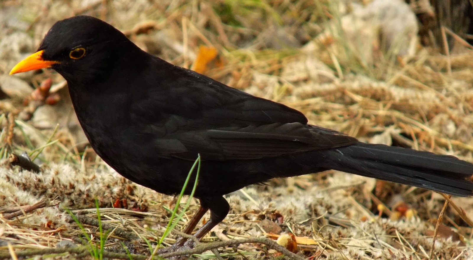 JEŻ: Kos zwyczajny z rodziny drozdowatych