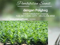 Bagaimana Pembibitan Kelapa Sawit Dengan Benih Unggul