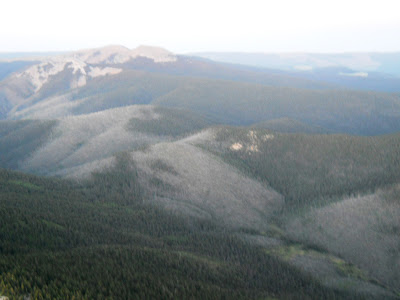 Pecos Wilderness Forest Blowdown
