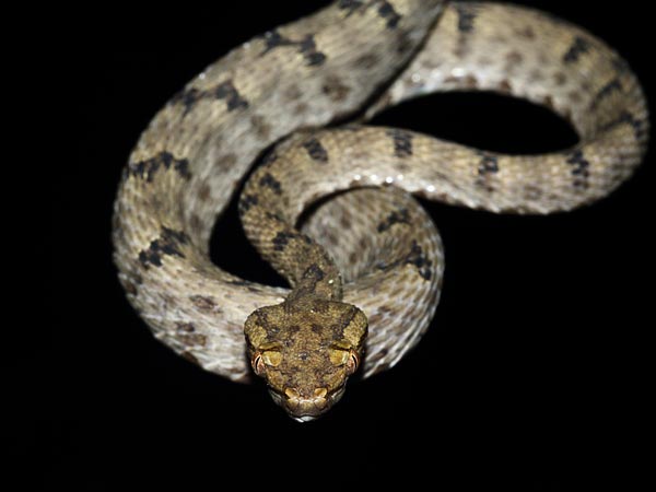 Tiny Pit Viper