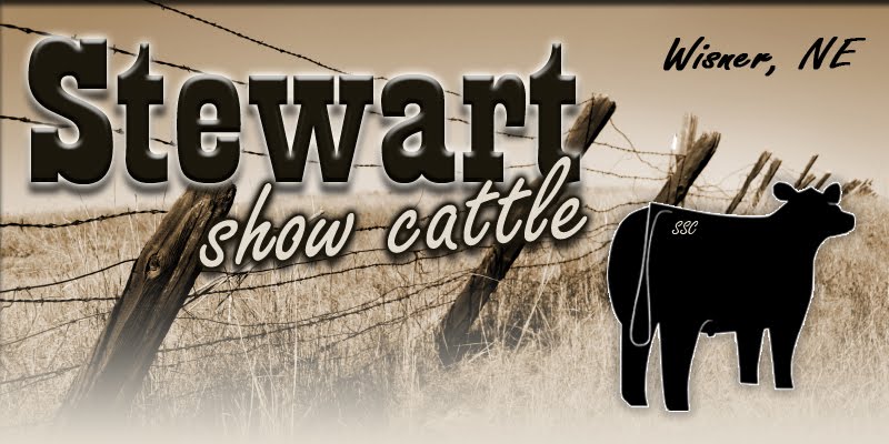  Stewart Show Cattle