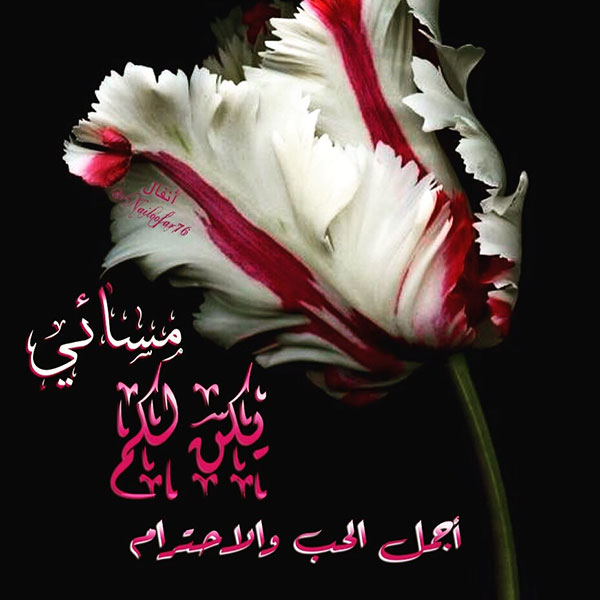 صور مساء الخير