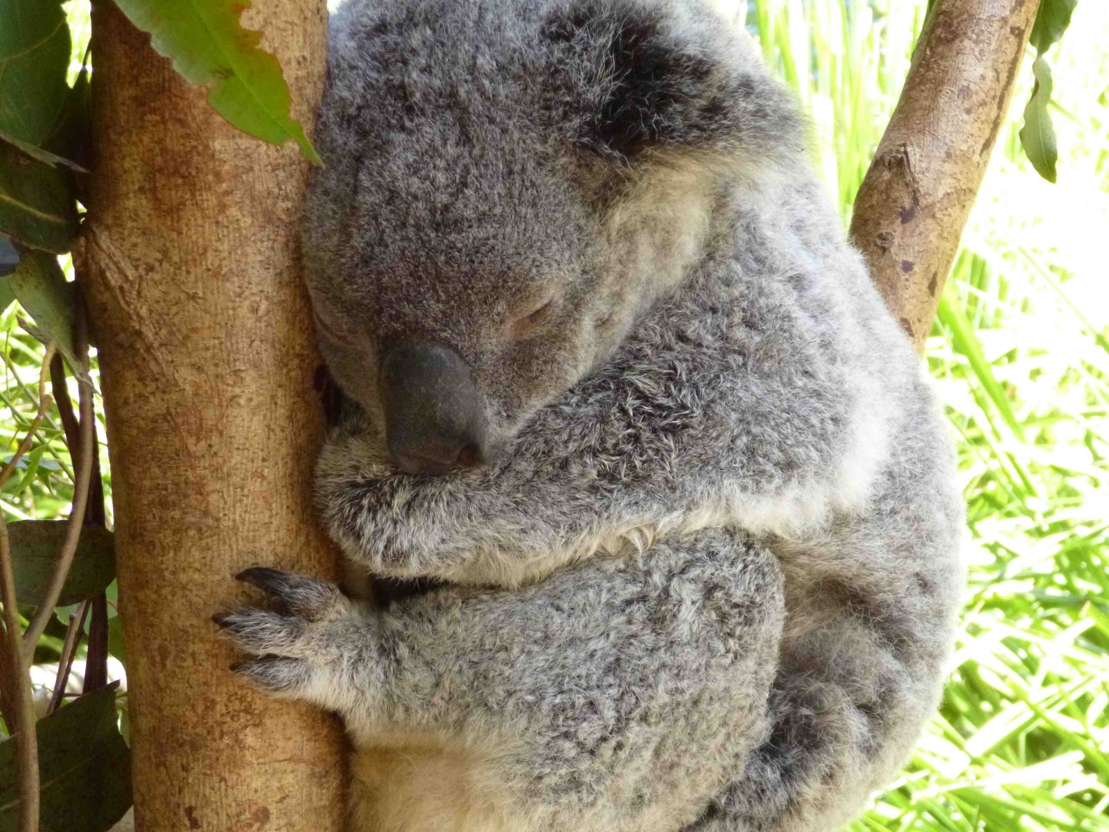 Koala Hugs