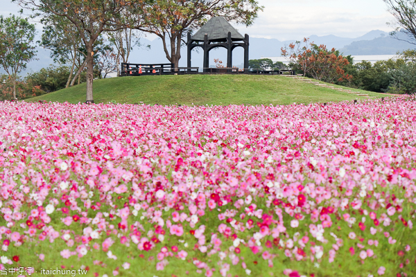 后里花田綠廊大波斯菊花海盛開,賞花拍照順遊棒棒糖花海 后里花田綠廊大波斯菊花海盛開,賞花拍照順遊棒棒糖花海