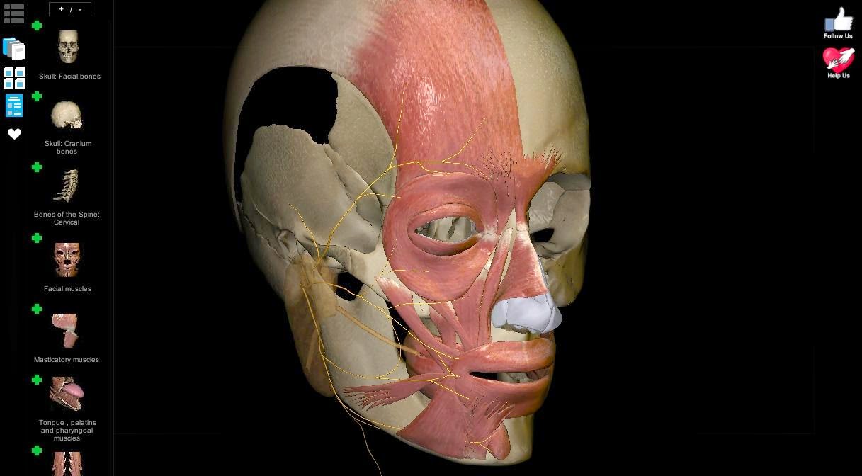 تحميل برنامج تشريح جسم الانسان 3d للكمبيوتر