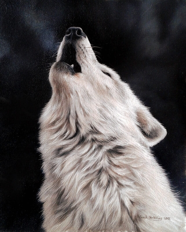 04-White-Wolf-Sarah-Stribbling-A-Wildlife-and-Pet-Portrait-Artist-www-designstack-co