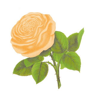 digital rose artwork download rose artwork antique illustration digital art botanical image
