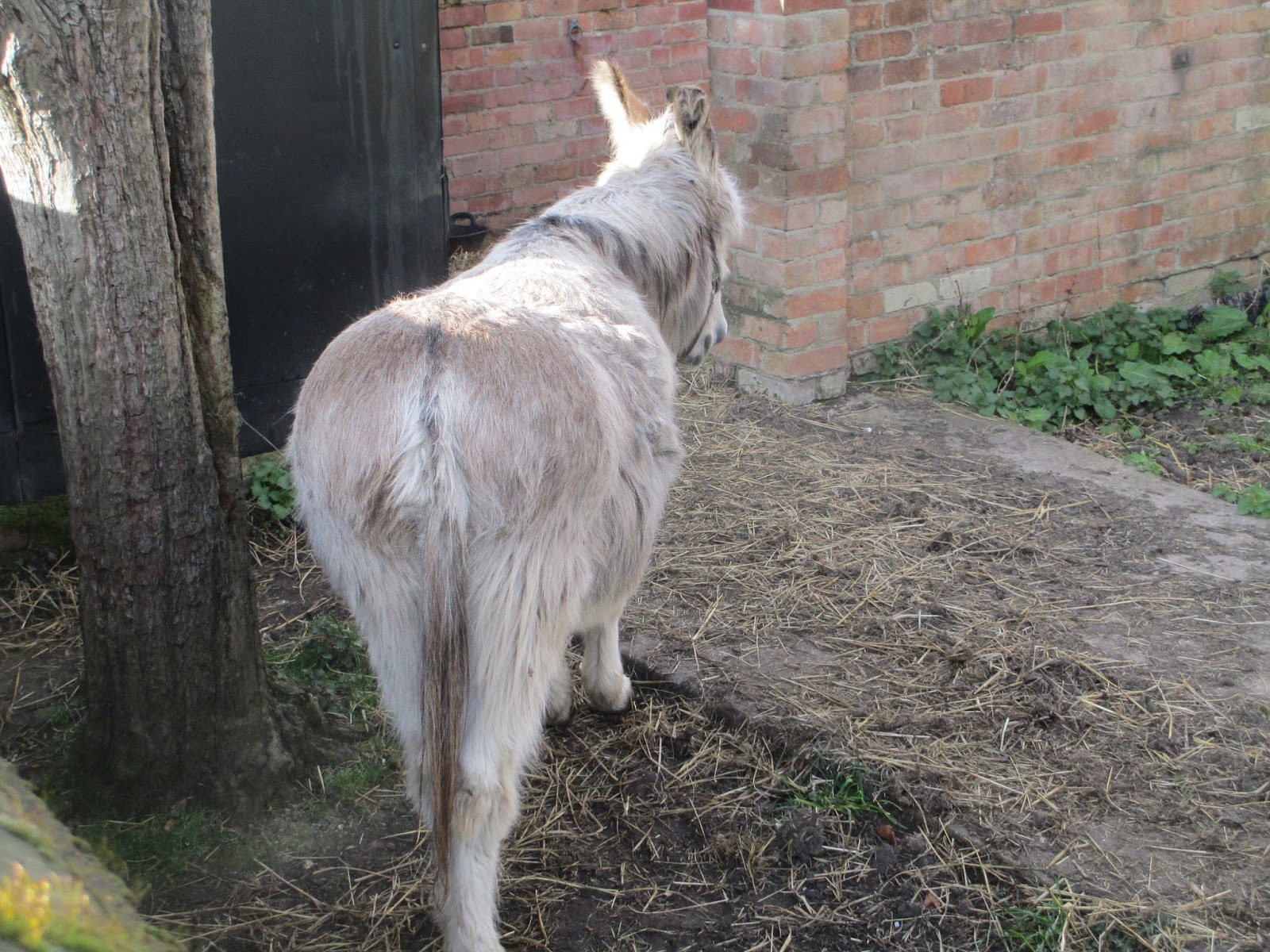 bouncing donkey