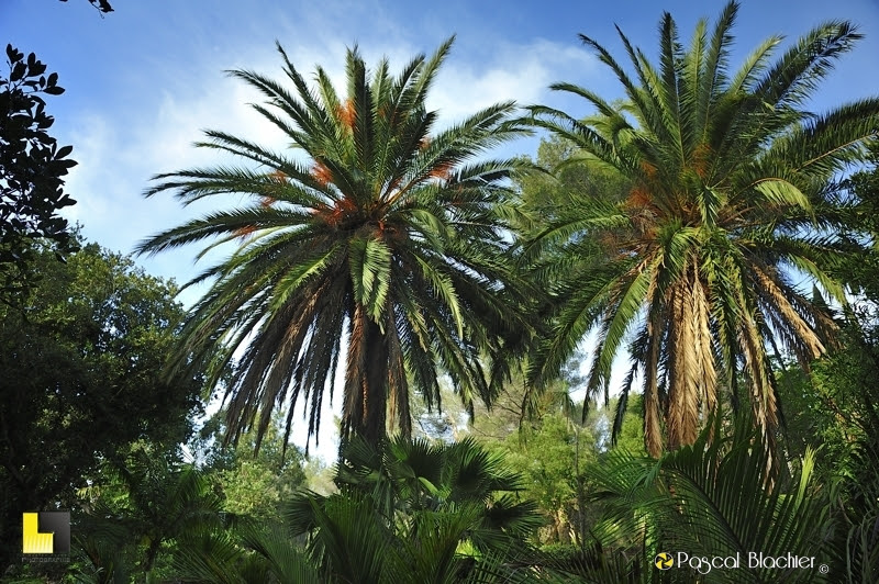 les palmiers du rayol photo Pascal Blachier