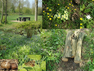 The different things we saw in Shenley Woods
