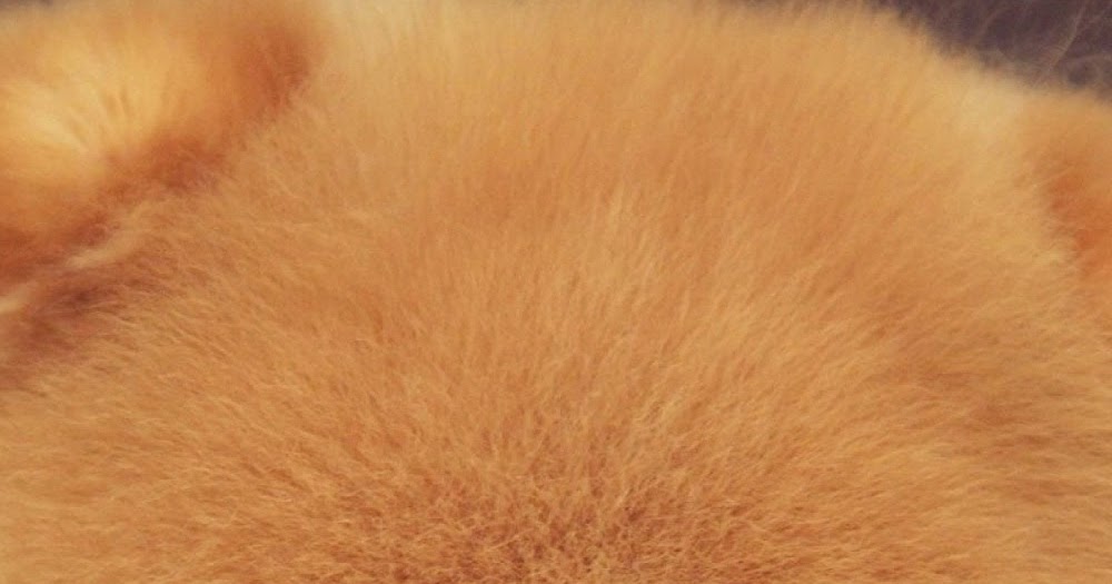 Wallpaper Lucu Keren Imut / kucing: Wallpaper Kucing Lucu Imut - Gambar