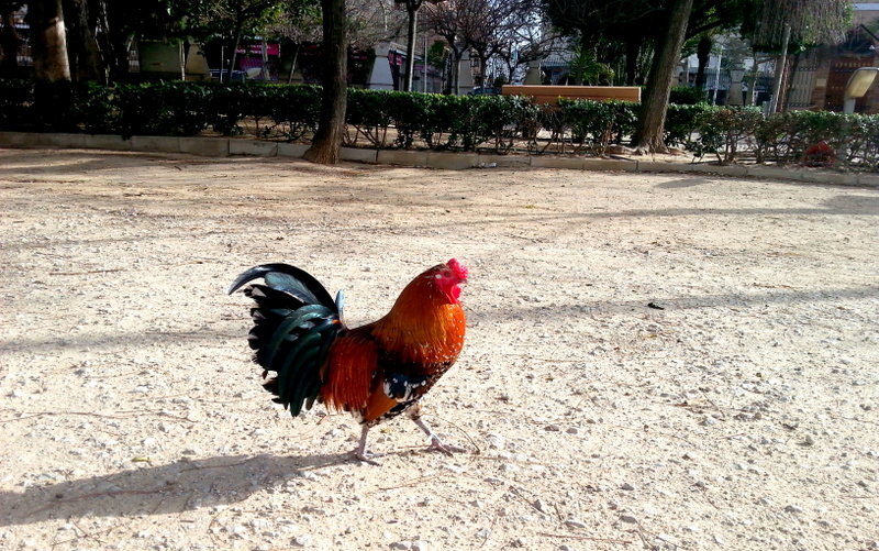 The most beautiful park in Torrevieja