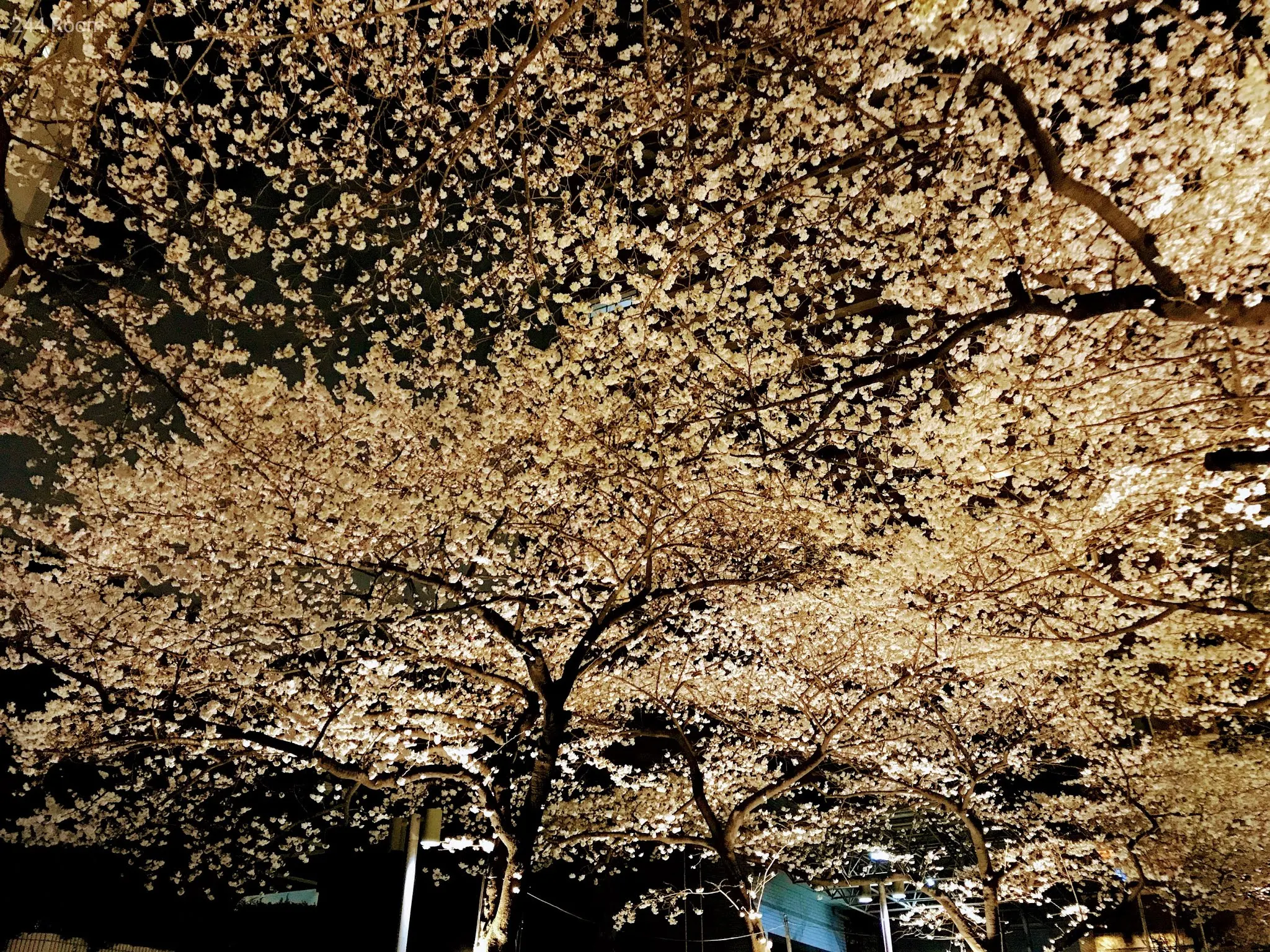 六本木の桜