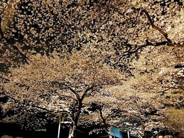 六本木の桜