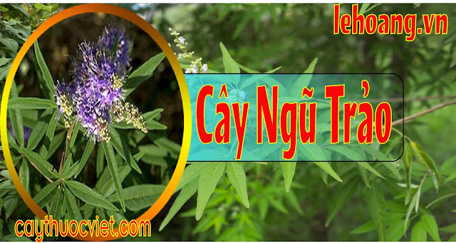 Cây Ngũ trảo l Cây Ngũ trảo mua ở đâu Cây Ngũ trảo l Cây Ngũ trảo mua ở đâu