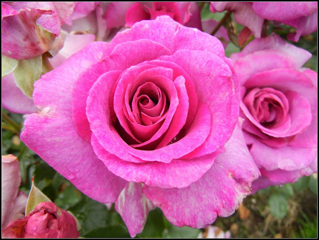 A pink rose in the International Test Rose Garden in Portland, Oregon A pink rose in the International Test Rose Garden in Portland, Oregon