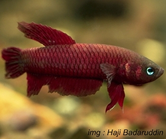 Jenis Ikan Cupang Spesies Betta Tussyae Jenis Ikan Cupang Spesies Betta Tussyae