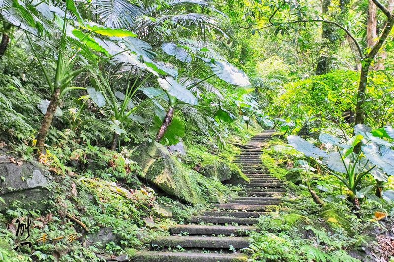 螢火蟲、油桐花、季高緯度熱帶雨林|三峽 大板根森林溫泉渡假村