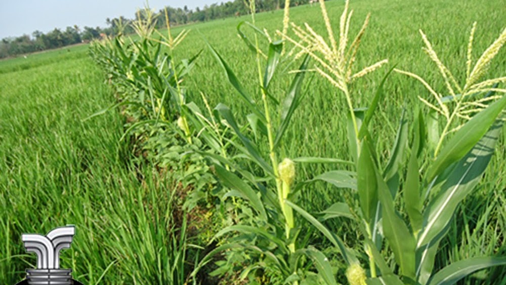 Tumpang Sari Tanaman Jagung Dengan Padi Di Sawah