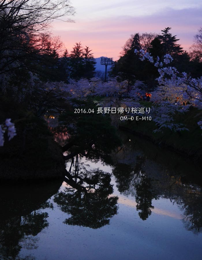上田城址公園の夜桜