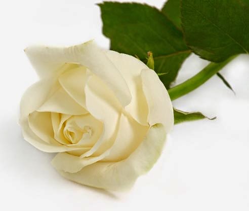 Chord Gitar Darso Mawar Bodas Chord Gitar Lagu Lagu Kenangan