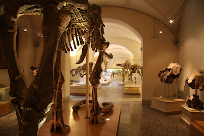 Museo di Geologia e Paleontologia