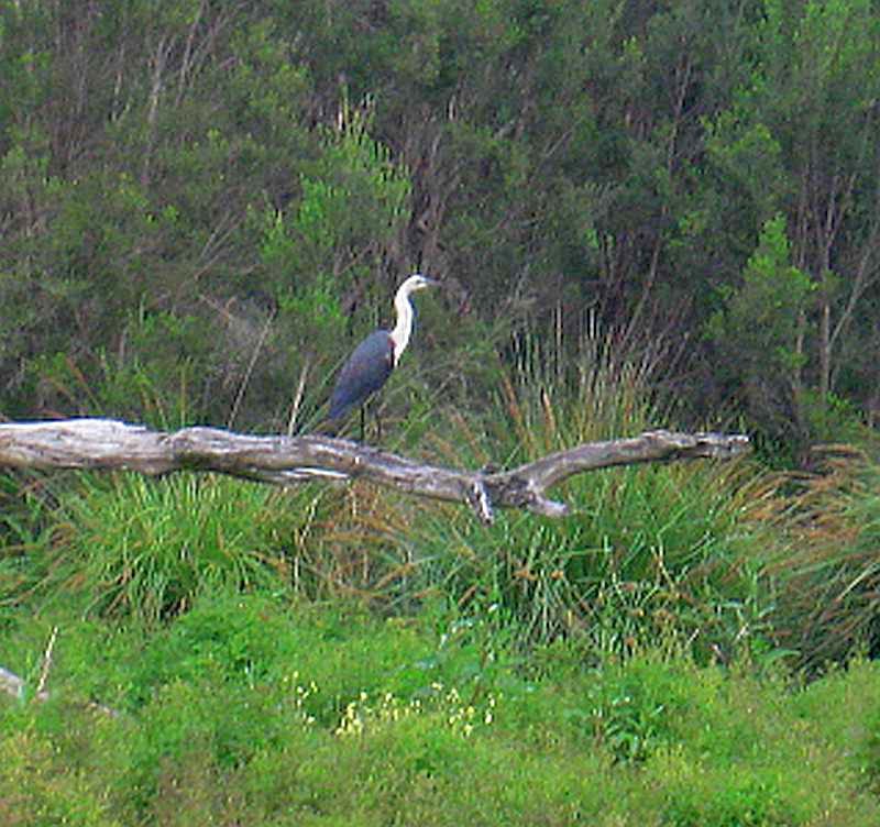 TRACKS, TRAILS AND COASTS NEAR MELBOURNE Sweeney 's Flats Eltham