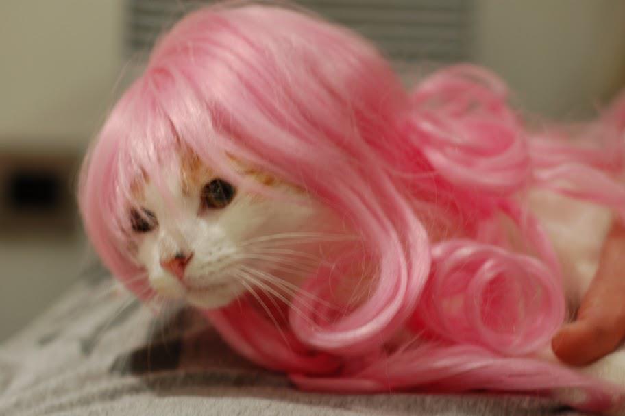 Животное с розовыми волосами. Розовая кошка. Кошечка с розовыми волосами. Котик в розовом парике. Котенок в парике.